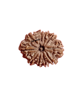 10 MUKHI RUDRAKSH