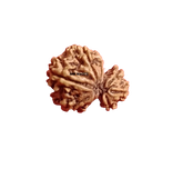 GARBH-GAURI RUDRAKSH