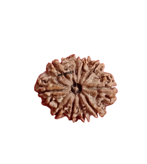10 MUKHI RUDRAKSH