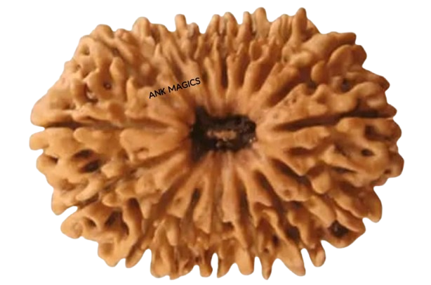 16 MUKHI RUDRAKSH BEAD