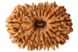16 MUKHI RUDRAKSH BEAD