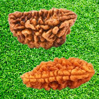 1 MUKHI RUDRAKSH