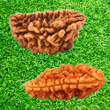 1 MUKHI RUDRAKSH