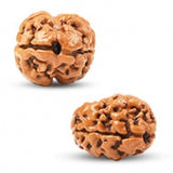 2 MUKHI RUDRAKSH
