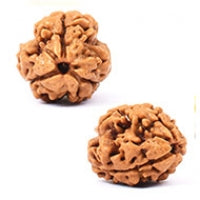 3 MUKHI RUDRAKSH