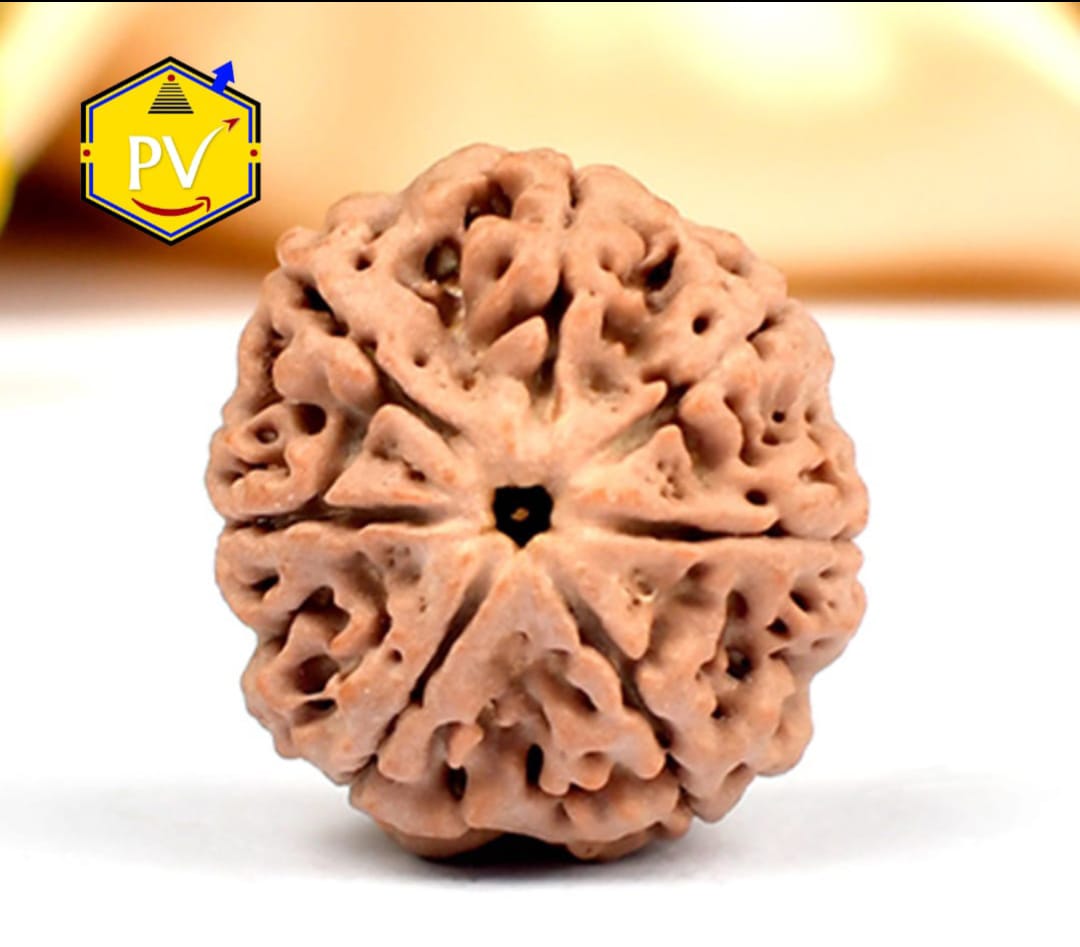 7 MUKHI RUDRAKSH