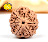 7 MUKHI RUDRAKSH