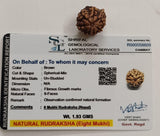 8 MUKHI RUDRAKSH