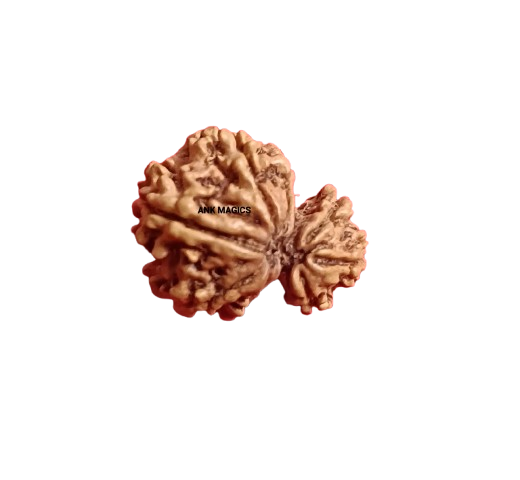 GARBH-GAURI RUDRAKSH