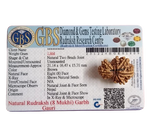 GARBH-GAURI RUDRAKSH