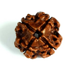 4 MUKHI RUDRAKSH