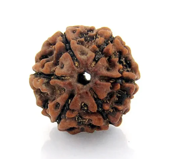 6 MUKHI RUDRAKSH