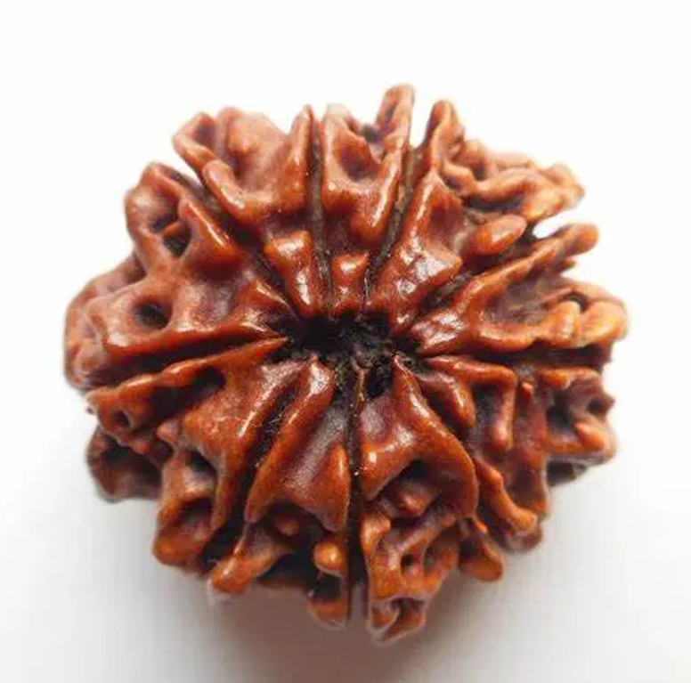 9 MUKHI RUDRAKSH