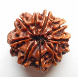 9 MUKHI RUDRAKSH