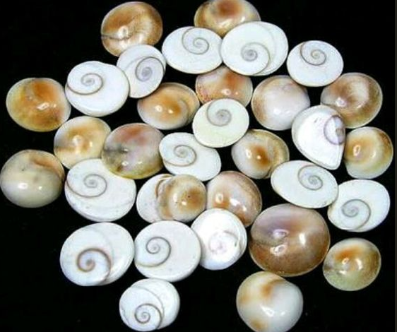 GOMTI CHAKRA NATURAL