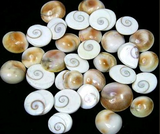 GOMTI CHAKRA NATURAL